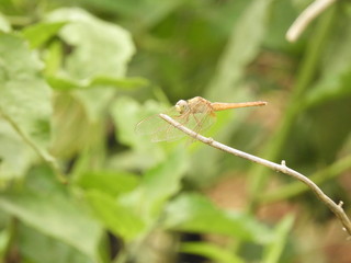 dragonfly with blurred background
