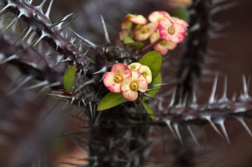 Sydney Australia, euphorbia millii branch with flowers and thorns in botanical gardens