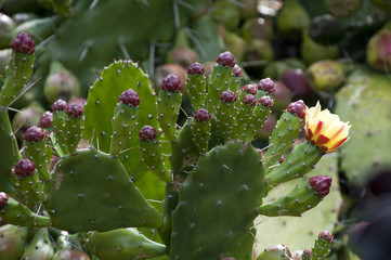 Sydney Australia, prickly pear paddles with fruit and flowers