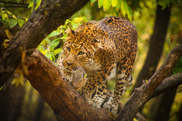 Fototapeta na wymiar African leopard walking on a tree branch at the zoo