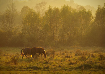 Autumn scenery with horses feeding and trees with orange and yellow foliage at sunset in Altringen, Timis County, Romania	