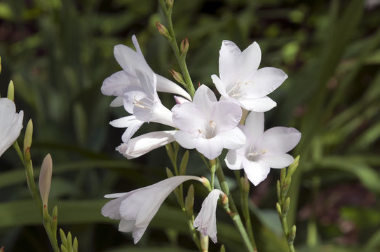 Sydney Australia,  Watsonia  'Arderne's White' flower stem