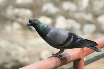 Single Pigeon standing in garden temple background