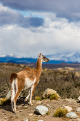 Guanaco, Lama Guanicoe, admiring the Andes. Torres del Paine National Park, Patagonia, Chile.