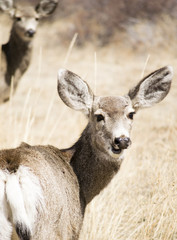 Deer in the Rockies
