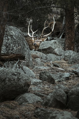 Elk In The Rockies