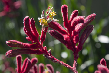 Sydney Australia, red kangaroo paw flowers