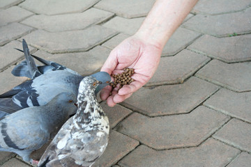 Man hand feeding birds in temple on background