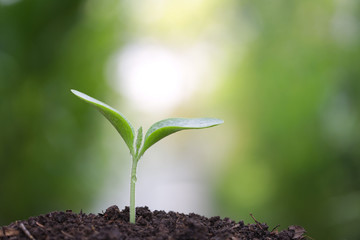 Growing green plant