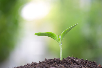 Growing green plant