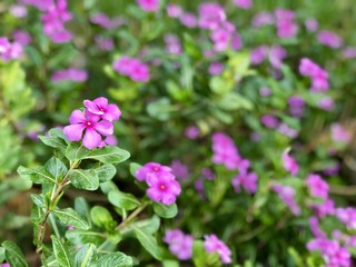 Pink flower with nature in portrait 