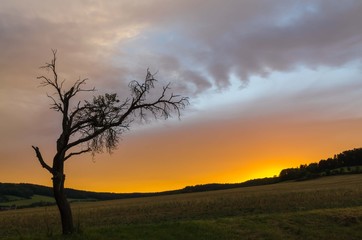 Fototapeta na wymiar single tree with a dramatic sky