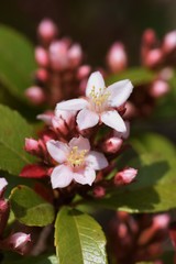 Obraz premium Indian hawthorn