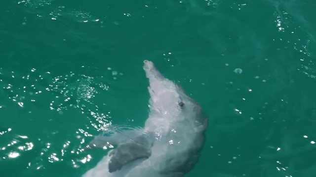 A slow motion shot of tow dolphins in stationary postion.
