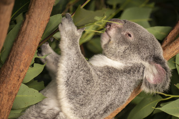 Cute Australian Koala resting during the day.