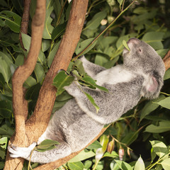 Cute Australian Koala resting during the day.