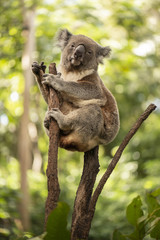 Naklejka premium Cute Australian Koala odpoczywa w ciągu dnia.