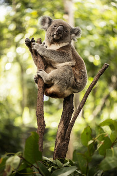 Cute Australian Koala resting during the day.