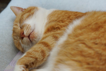 眠る茶猫