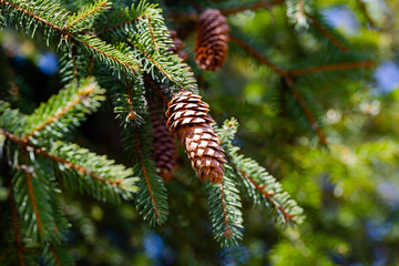 Longitudinal cones of caucasian fir tree, Abies, hang from branches