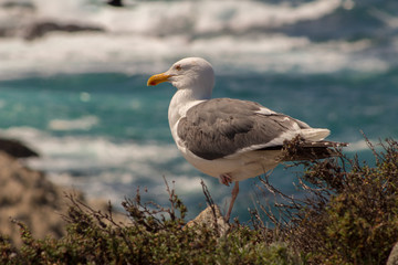 Big Sur California Coastline