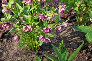 Hellebore flowers