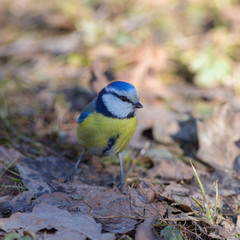 portrait of bluetit