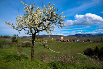 Blick auf Burkheim im Frühling