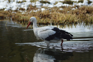 Fototapeta premium Storch im Wasser