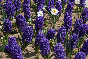 Fototapeta premium Hyacinth and narcissus (Daffodil ). Field of colorful spring flowers hyacinth on sunlight. Floral pattern. Background texture photo of hyacinth flowers. Variety of flower bulbs field