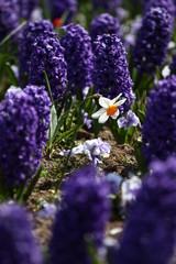 Hyacinth and narcissus (Daffodil ). Field of colorful spring flowers hyacinth on sunlight. Floral pattern. Background texture photo of hyacinth flowers. Variety of flower bulbs field