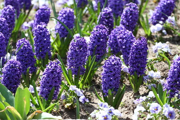 Hyacinth. Field of colorful spring flowers hyacinth on sunlight. Floral pattern. Background texture photo of hyacinth flowers. Variety of flower bulbs field.