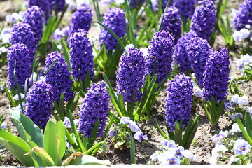 Fototapeta premium Hyacinth. Field of colorful spring flowers hyacinth on sunlight. Floral pattern. Background texture photo of hyacinth flowers. Variety of flower bulbs field.