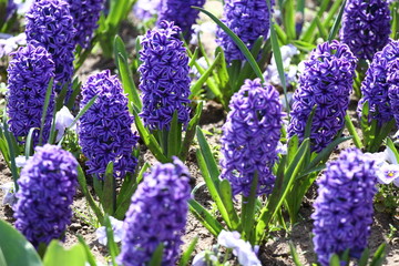 Hyacinth. Field of colorful spring flowers hyacinth on sunlight. Floral pattern. Background texture photo of hyacinth flowers. Variety of flower bulbs field.