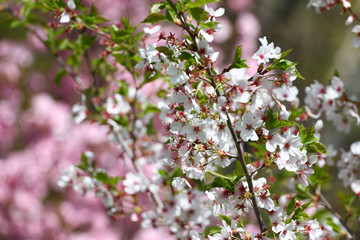 Blossoming orchards in the spring. Blooming orchard trees and hyacinths flowers. Spring background. Spring orchard on sunlight. Spring flower field background. Floral pattern. No sharpen