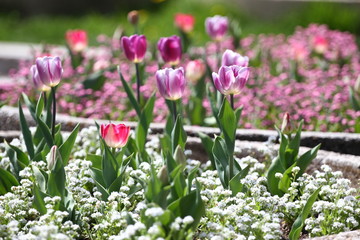 Tulips. Unique colors purple tulips on sunlight. Tulip wallpaper background. Tulip flowers texture. Floral pattern. Selective focus.