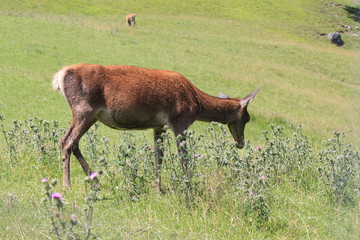 la solitudine del cervo
