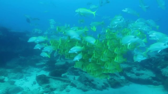 Panamic porkfish (Anisotremus taeniatus),colorful yellow fish in a school, baitball or tornado, the Sea of Cortez. Cabo Pulmo, Baja California Sur, Mexico. 
