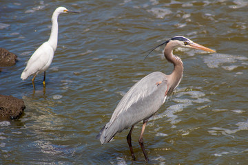 Blue Heron Feeding