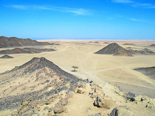 In the hot Sahara desert a lonely tree grows among the sand, dunes and stones