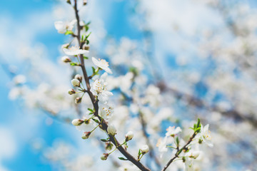 Blooming fruit tree with white flowers in spring garden. Spring time.