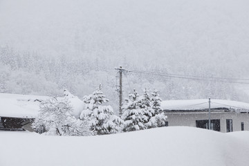 old farm in the snow in Shirakawa-go,Japan