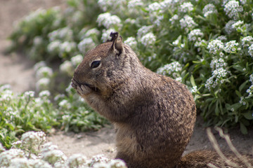 Squirrel Eating by the Beach