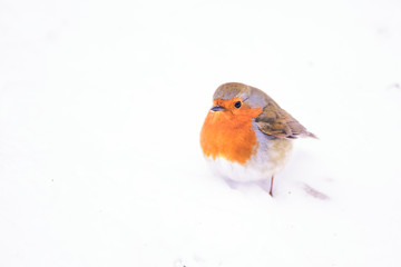 Robin Redbreast in a Woodland scene