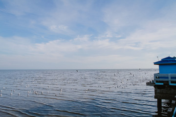 Birds are flying at the mangrove forest.