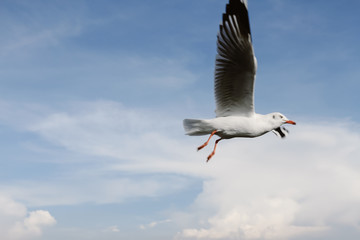 Birds are flying at the mangrove forest.