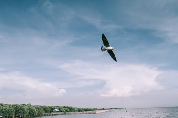 Birds are flying at the mangrove forest.