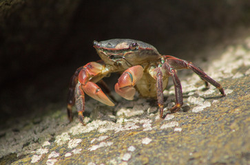 Crab in California