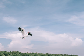 Birds are flying at the sky