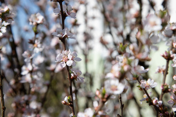 Frühlingsblüten